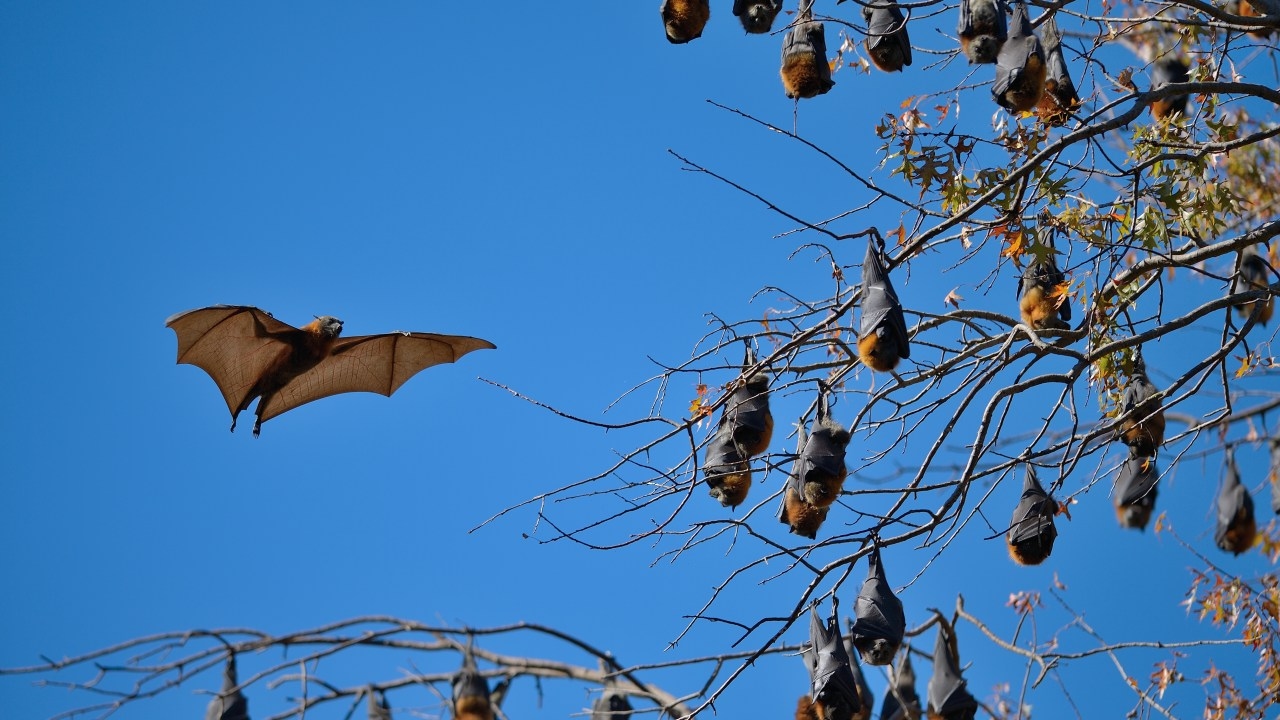 Urgent health warning as New South Wales man fights for life after contracting state's first case of rare virus from bat bite