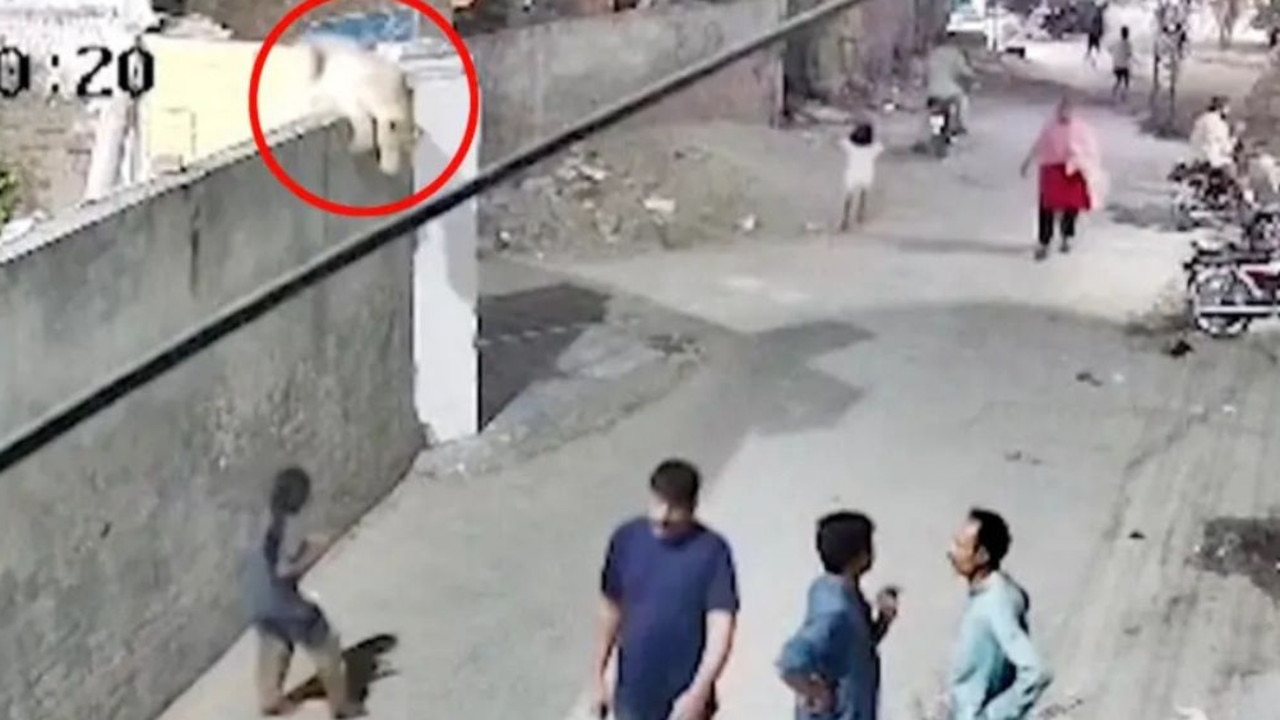 Lion escapes, mauls mum and kids