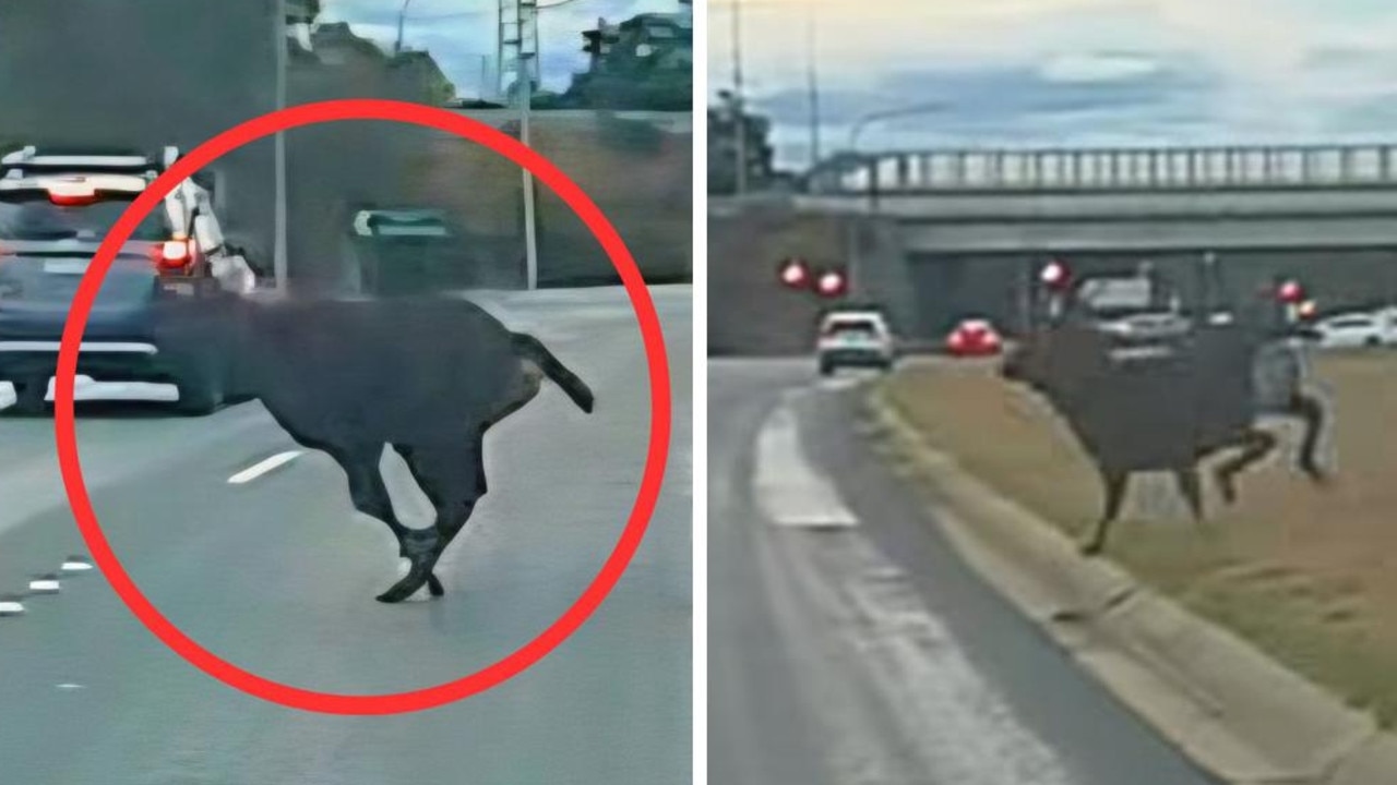 Deer filmed on busy Canberra road as ferial species populations booms