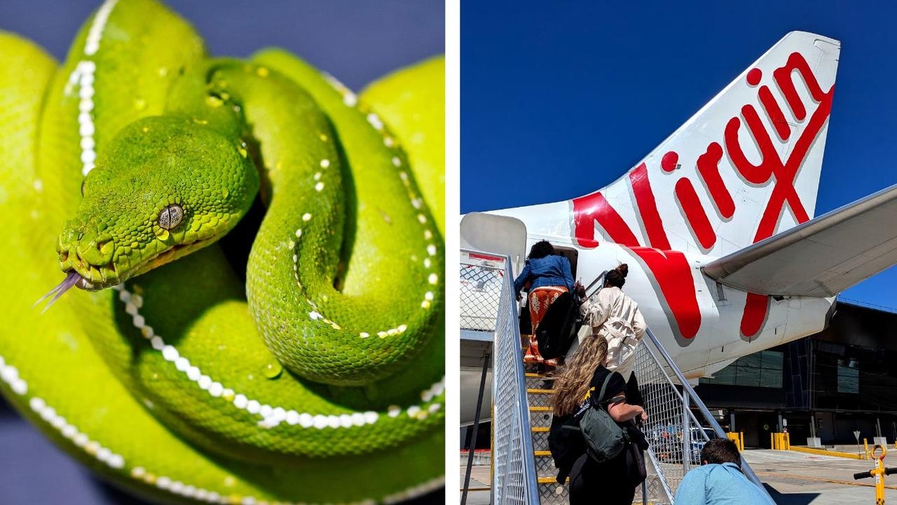 ‘First time': Snake found on Aussie flight