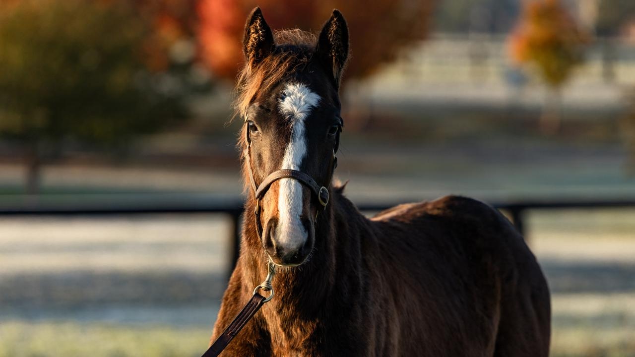 To racehorse buyers, this nod is as good as a Winx