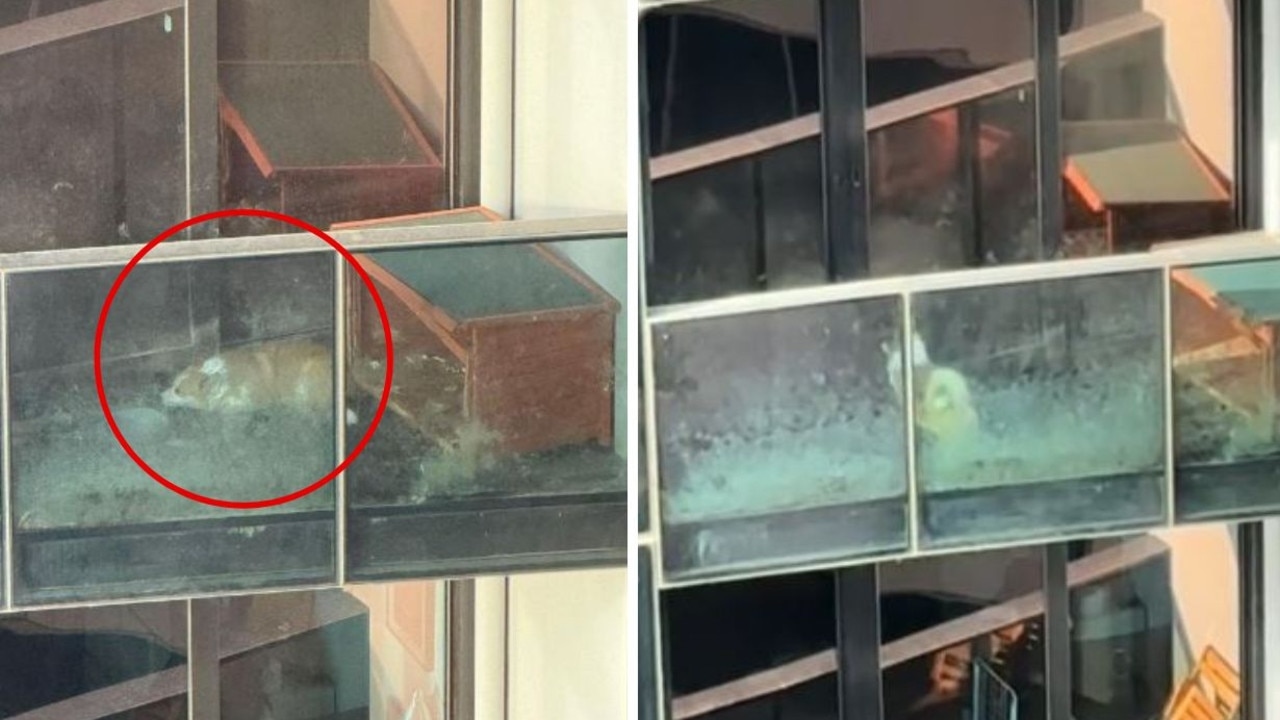 Distressing footage of dog on apartment balcony goes viral