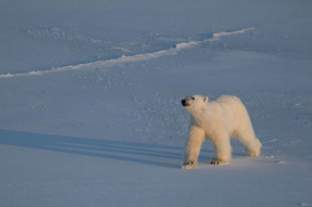 The eye-opening science of close encounters with polar bears