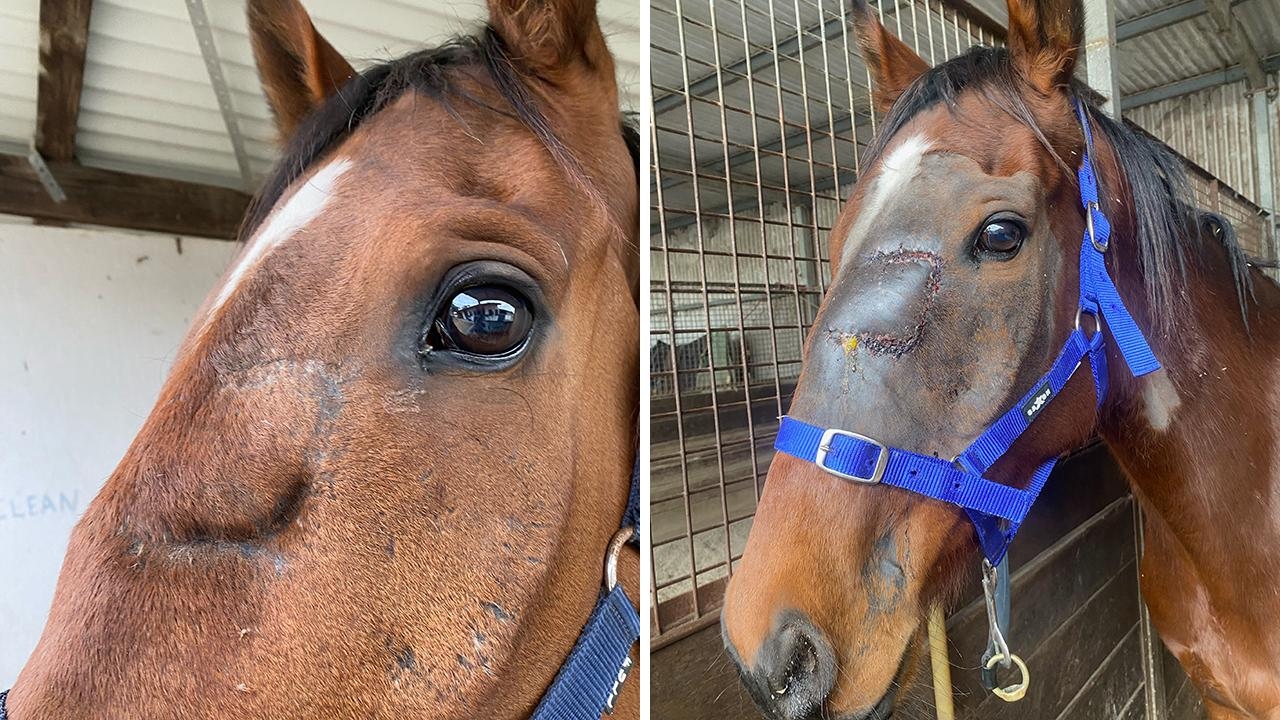 Vets advised owners to put down Dandruff but brave galloper continues to thrive for trainer Toby Lake