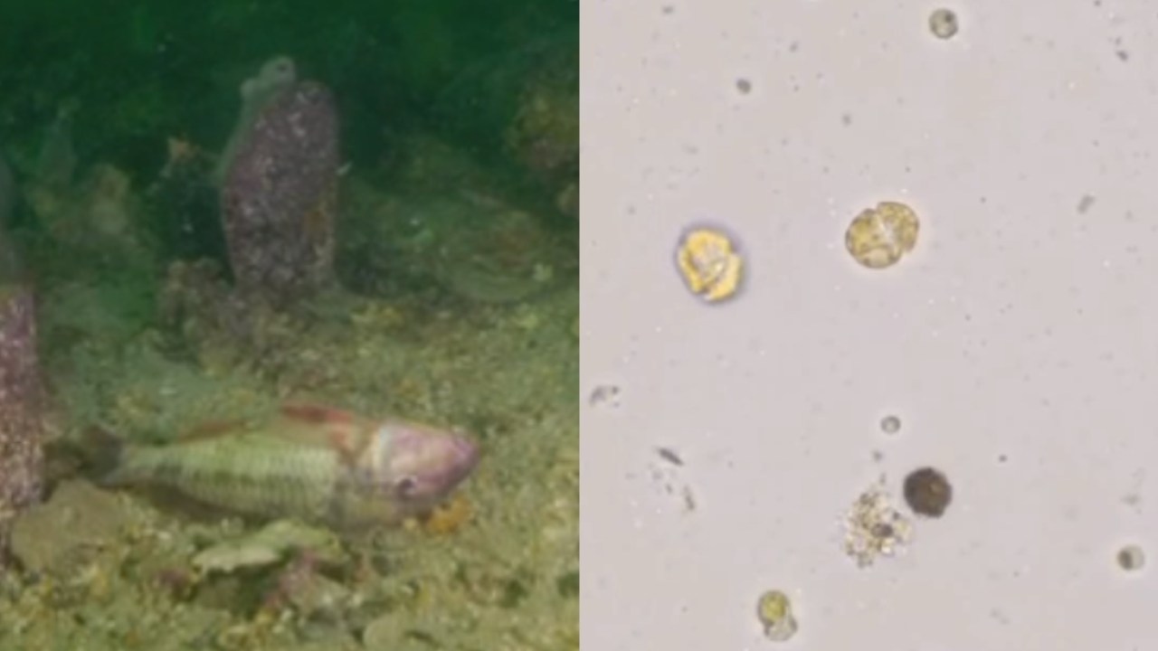 'They will lie and wait': Algal blooms on South Australia coast could make people 'very sick', as marine life washes ashore along the state's coastline