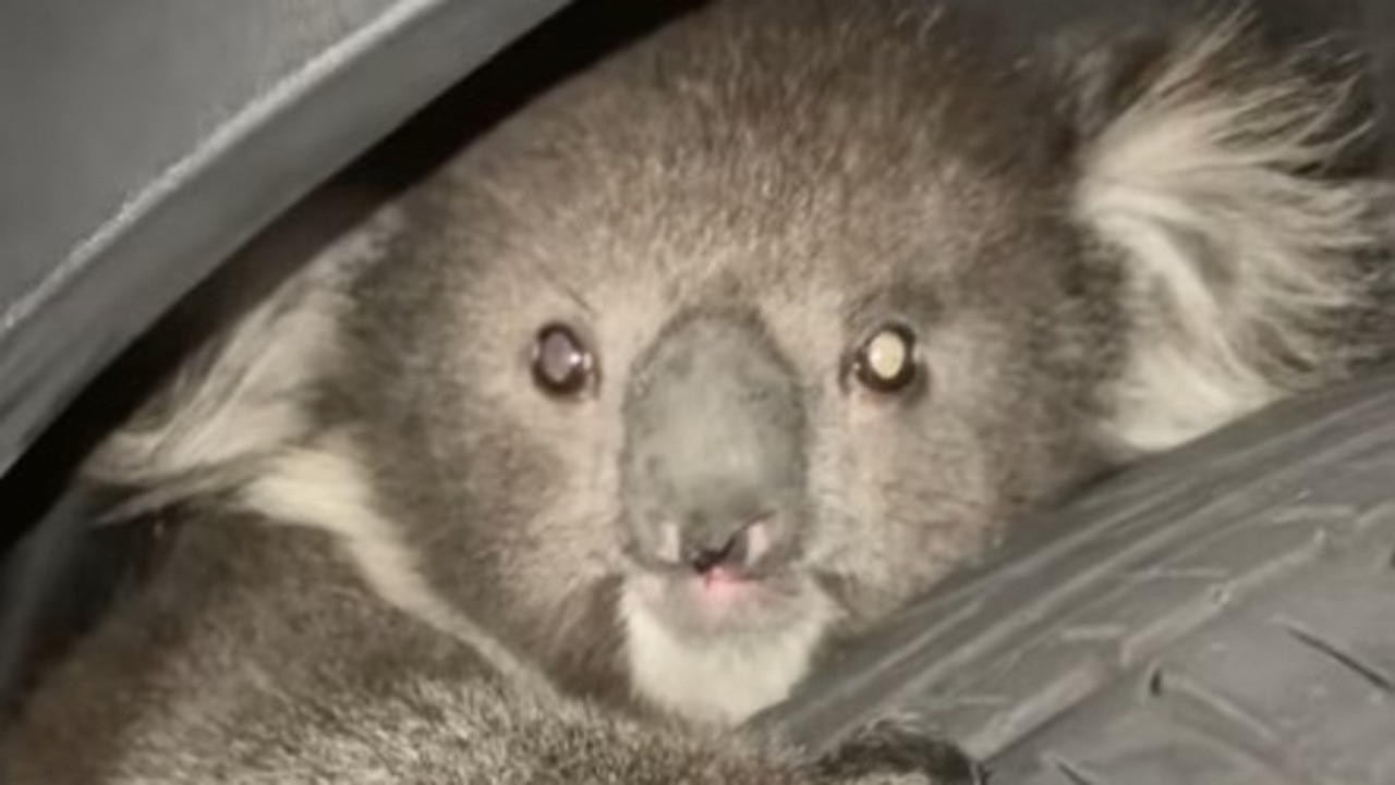 Adelaide rescuers save koala after crash reveals hidden illness