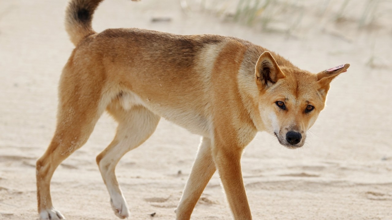 Authorities investigating shocking dingo death on K'gari after vehicle strike and deliberate mutilation discovered
