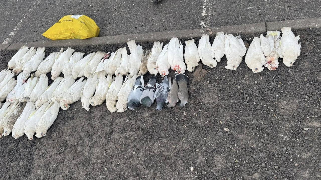 Birds fall from sky in mass death event in Melbourne suburb