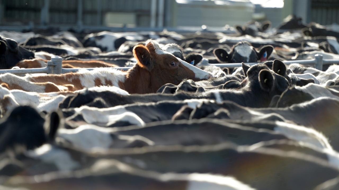 ‘We will not allow that to be diminished': Labor removes ban on US beef imports