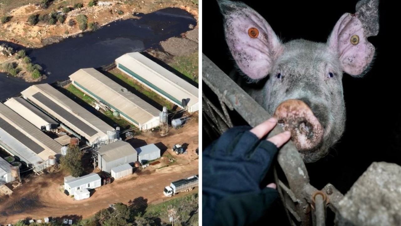 RSPCA orders pigs to die in disturbing new SA pig farm development