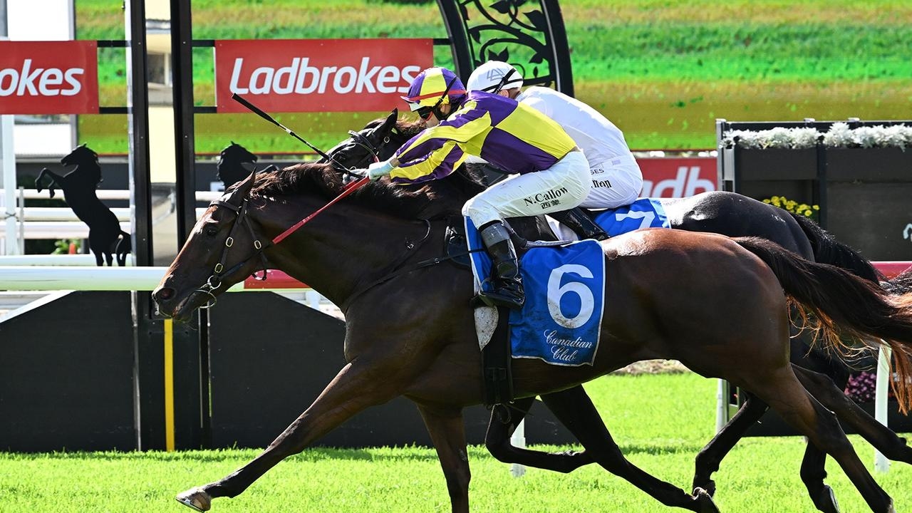Tough gelding Tuff Tu Mus back winning races after struggling with pre-race anxiety