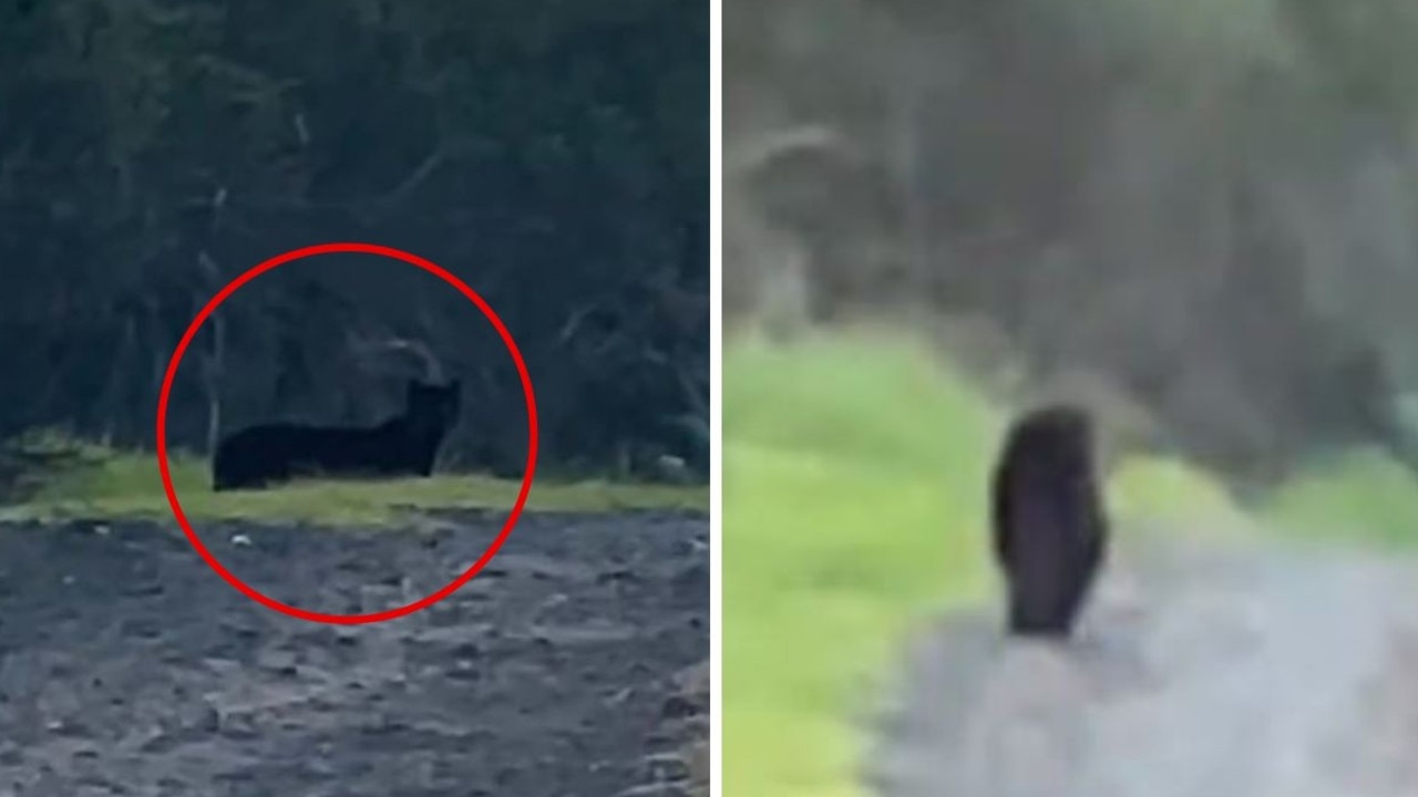 Big cat expert reveals truth behind viral ‘panther' footage