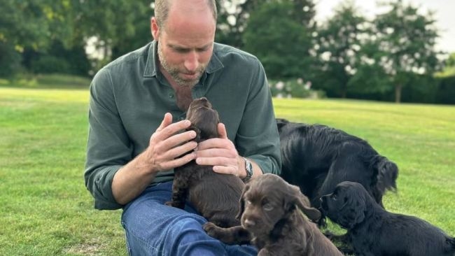 'Staggeringly out of touch': PETA animal rights activists target Prince William and Princess Catherine for breeding their cocker spaniel amid 'animal homelessness crisis'