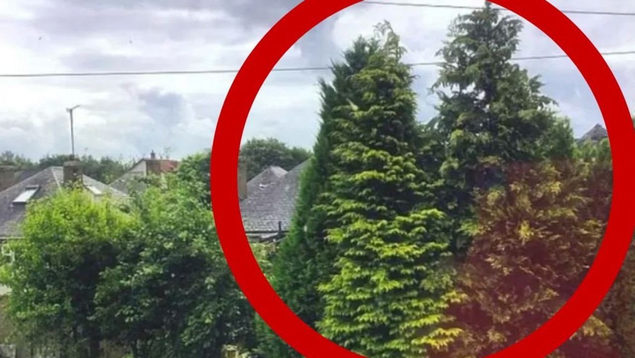 Huge update on 5 year neighbour dispute over untrimmed hedge