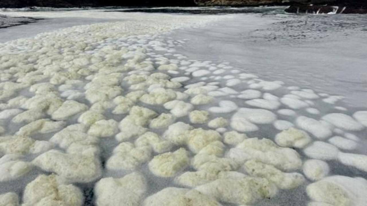 Algal bloom spreads to Adelaide beaches