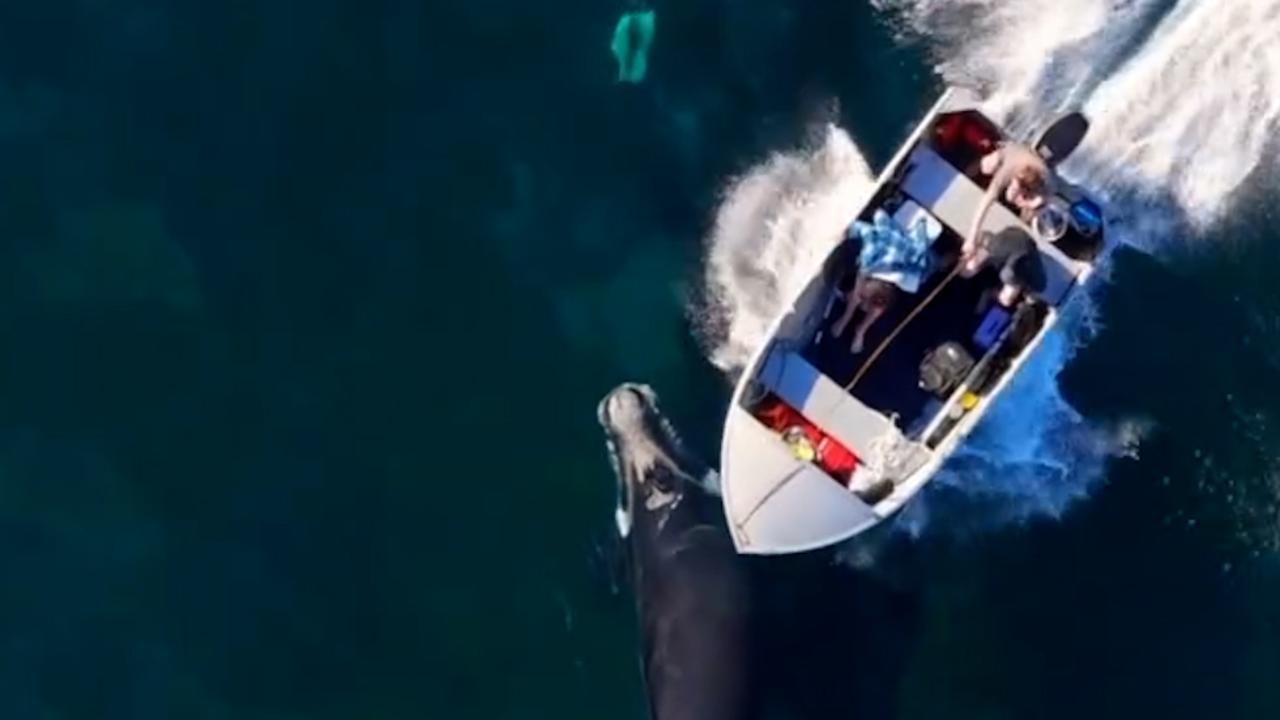 Baby whale struck by boat off NSW coast