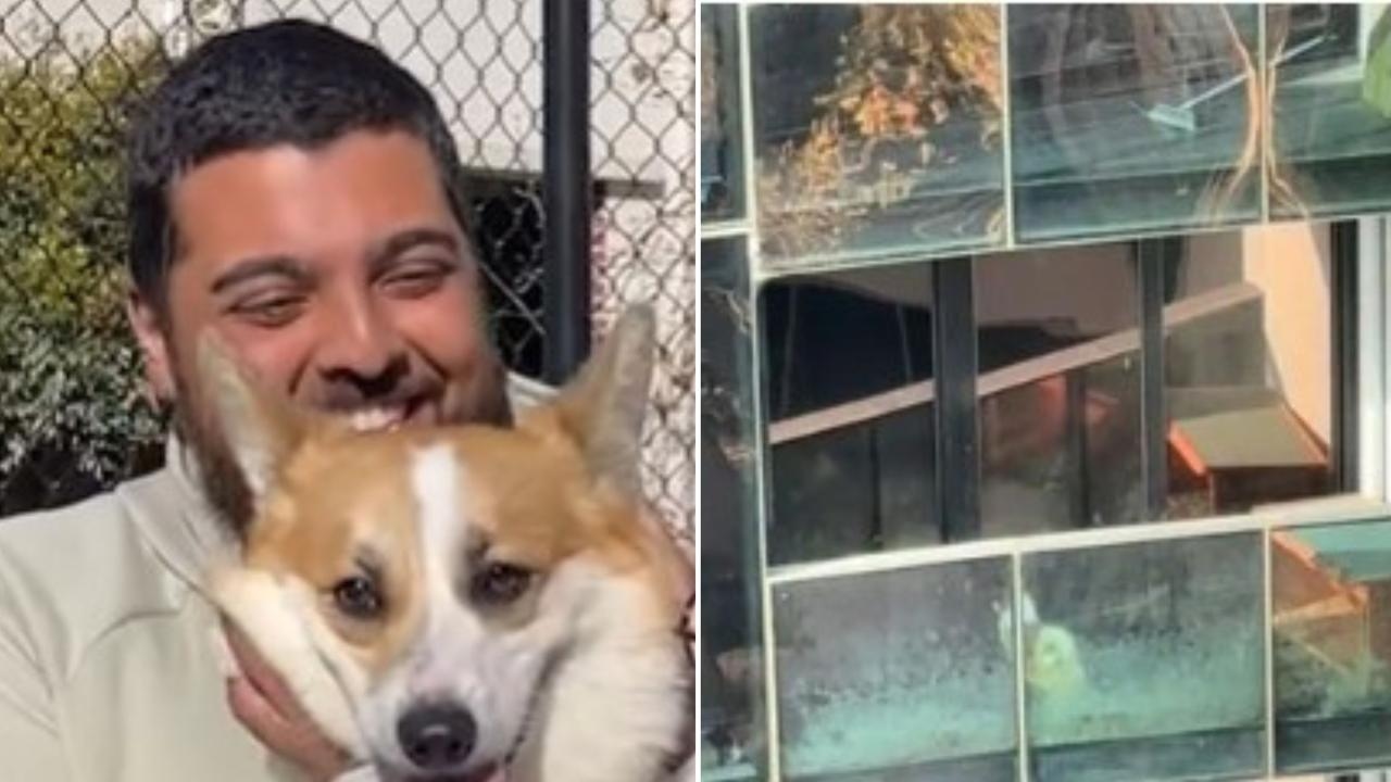 Corgi rescued from tiny Melbourne balcony now has a new home and fur-sister