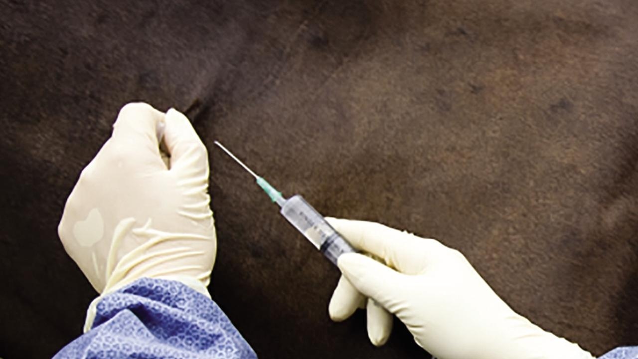 Hendra virus: Racing Queensland warning over July 2025 case