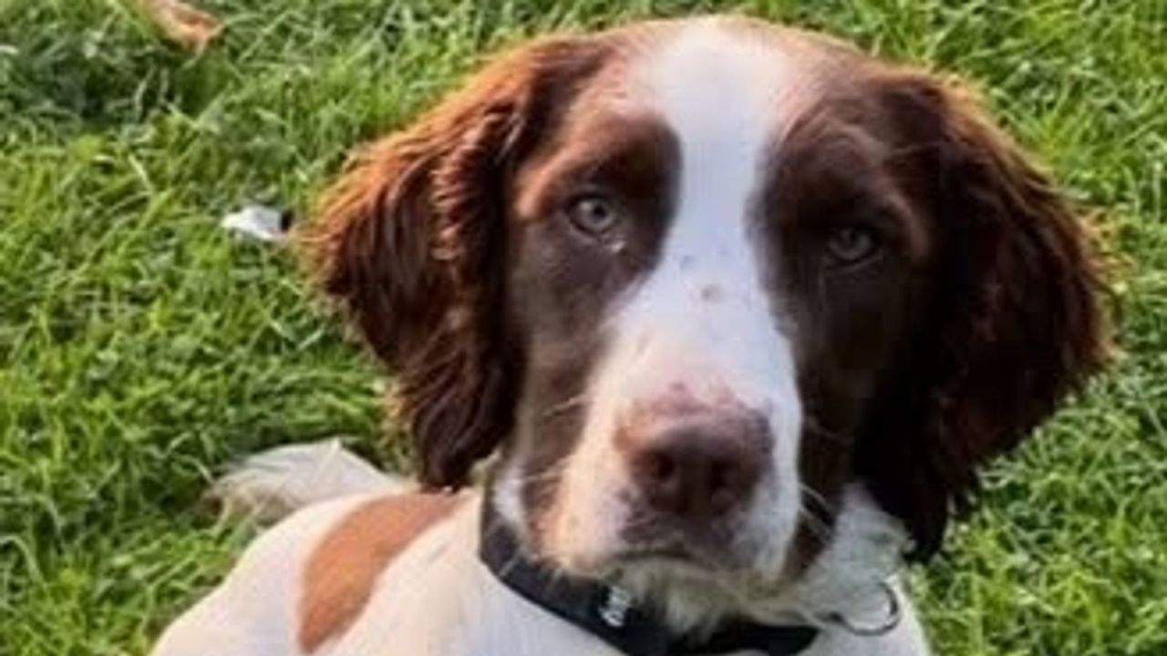 PD Bert of Cleveland Police dies after sustaining serious injuries in crash in northern England