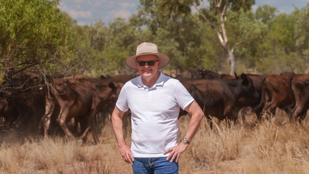 Coalition demands answers after Albanese government lifts biosecurity restrictions on US beef imports