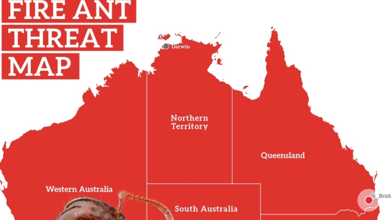 Fire ant outbreak hits BHP's Broadmeadow mine in Central Queensland