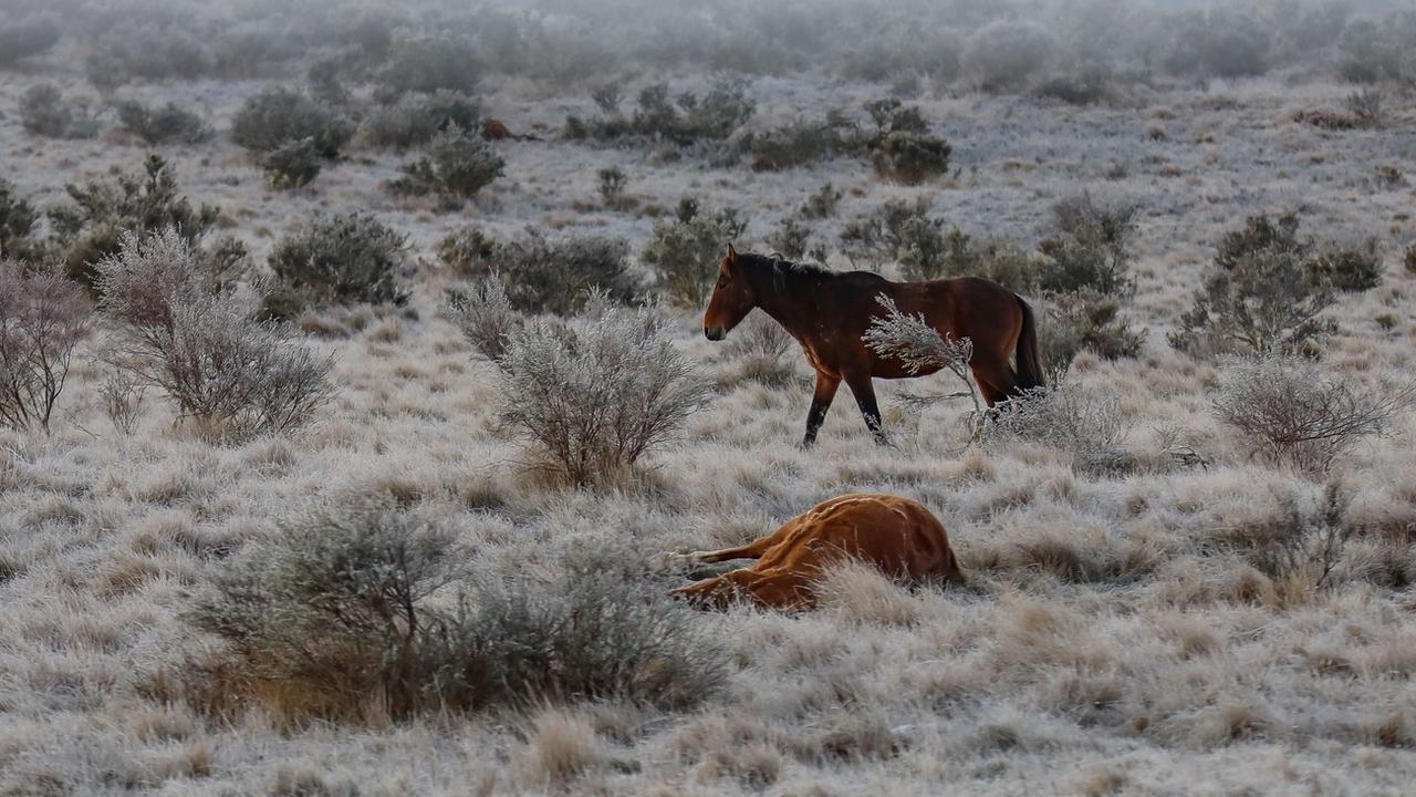NSW brumby population plummets to 1500 in ‘turning point' for famed Snowy Mountains