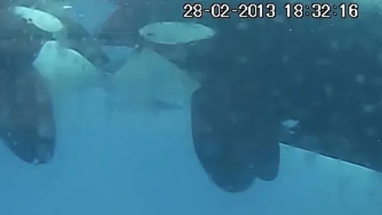 Wild, never-before seen orca makeout footage stuns