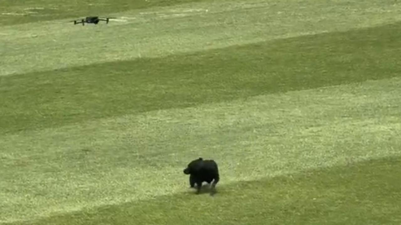 While you were sleeping: Drone defeats dog and Pat Cummins gets a new hat