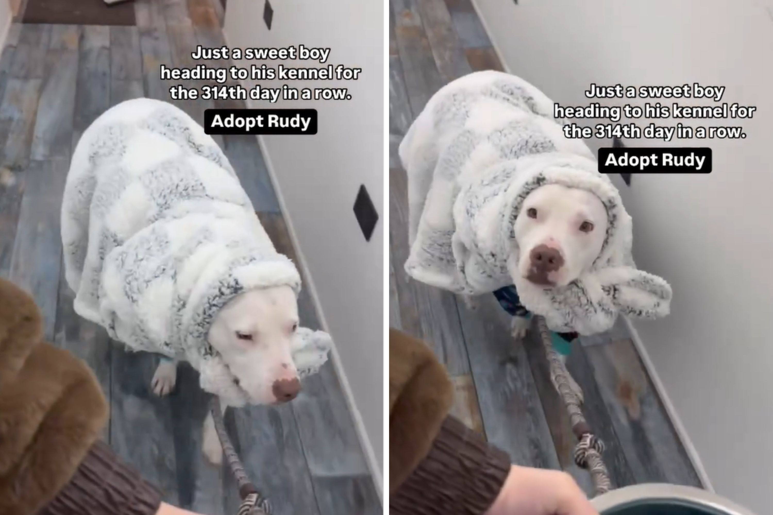 Tears as Dog With 'Emotional Support Stuffy' Spends 314th Night in Shelter