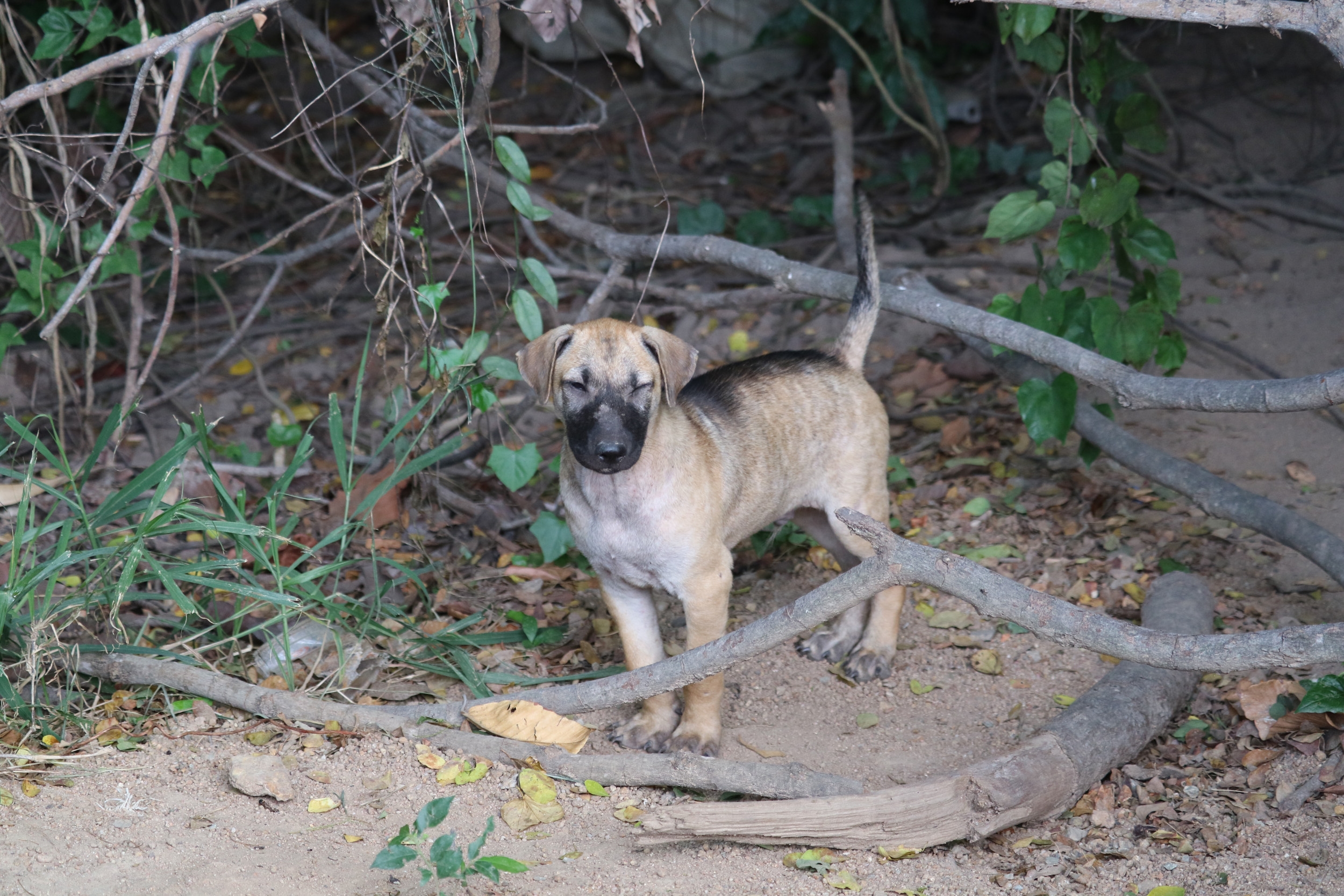 Woman Finds Puppy in Woods, Then Discovers What Happened to Sibling