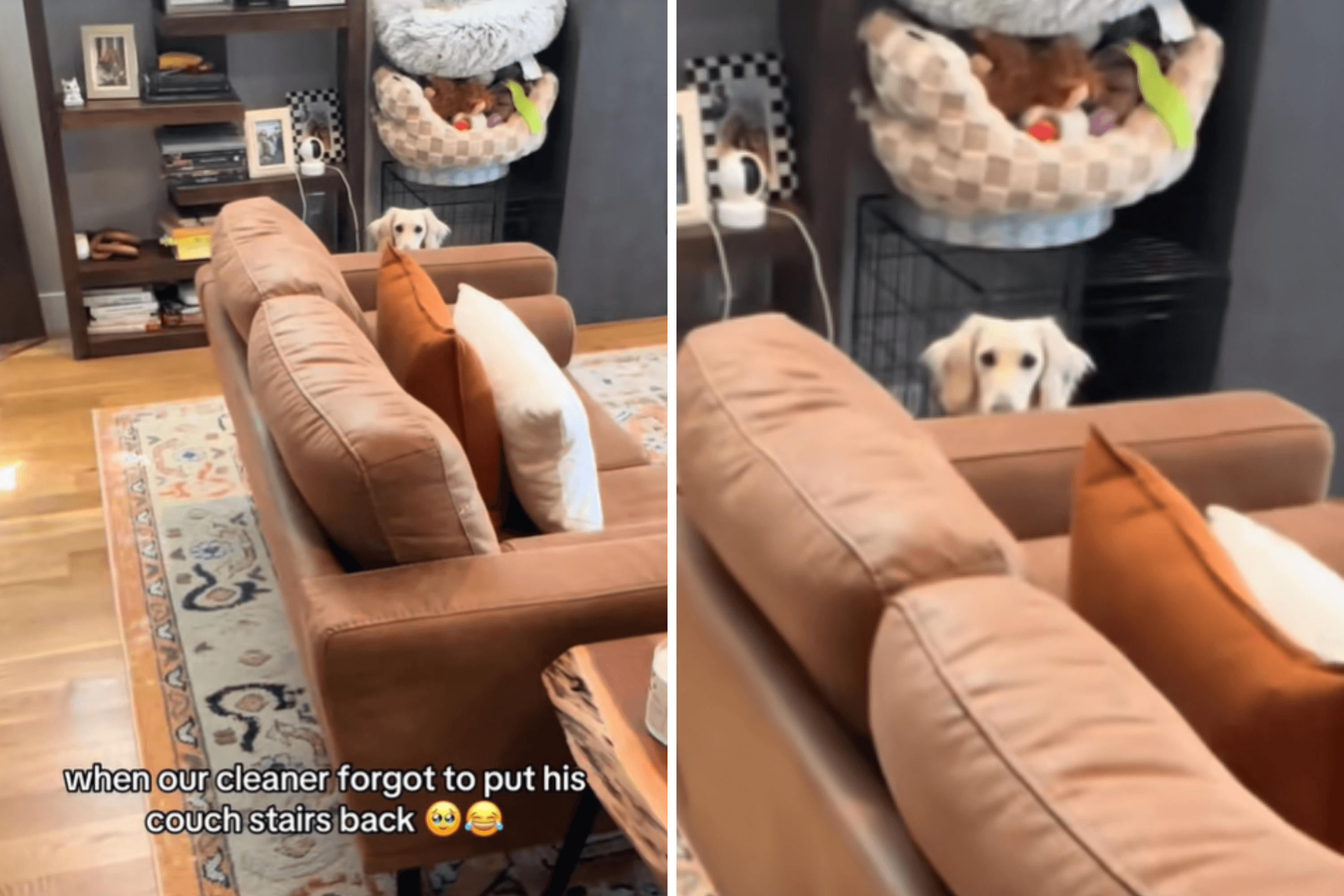 Woman Can't Cope After Seeing What Cleaner Did to Dog's Steps: 'Excuse Me?'