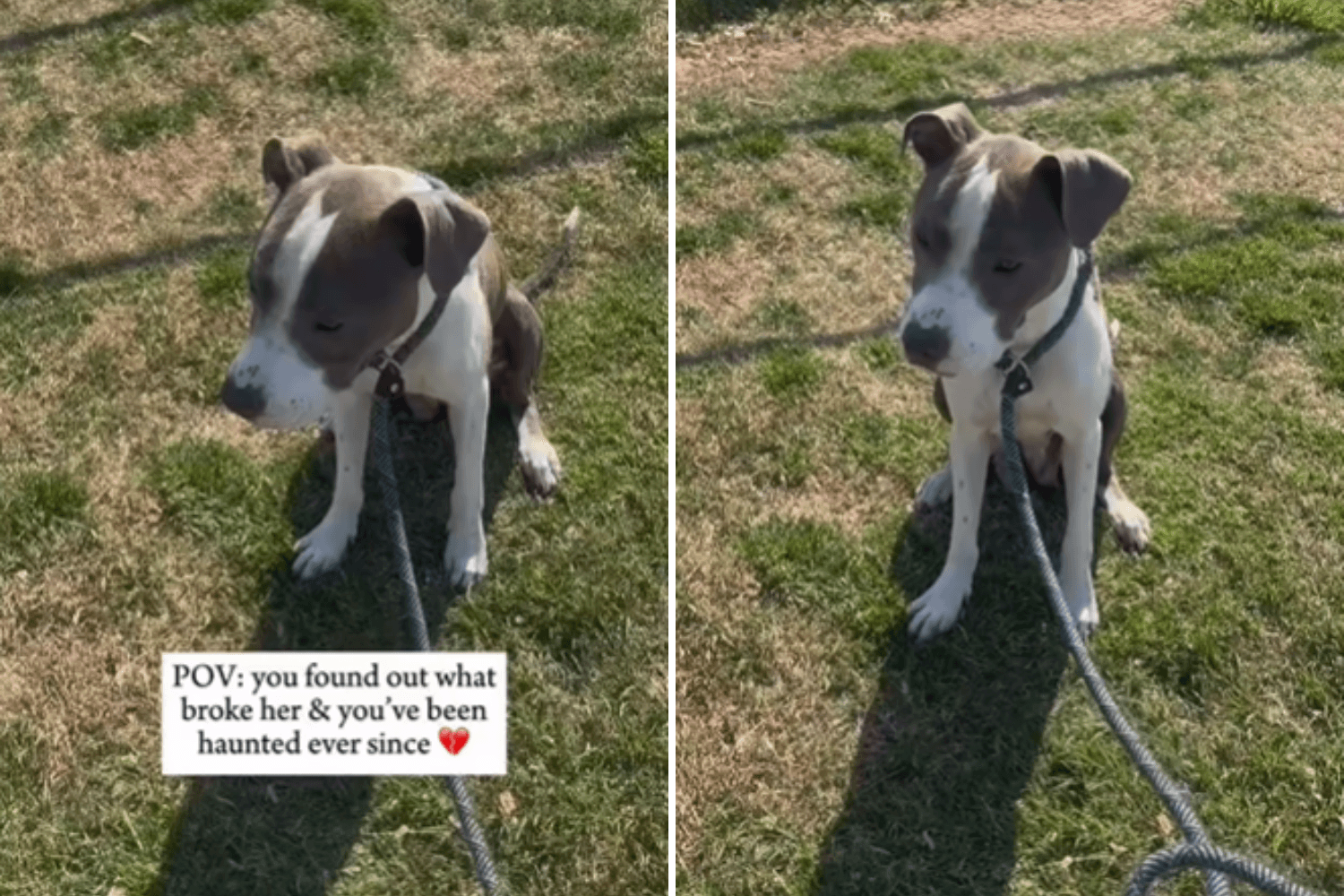 Woman Learns What Really Happened To Rescue Dog, Been 'Haunted Ever Since'