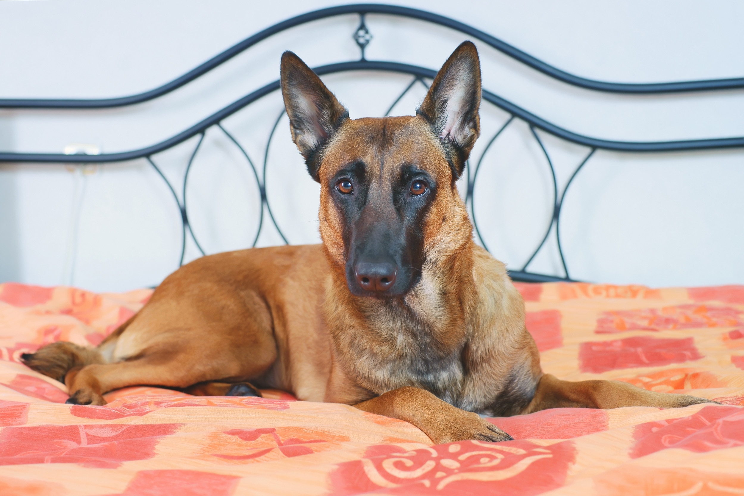 Pet Cam Reveals What Sleeping With a Belgian Malinois Is Really Like