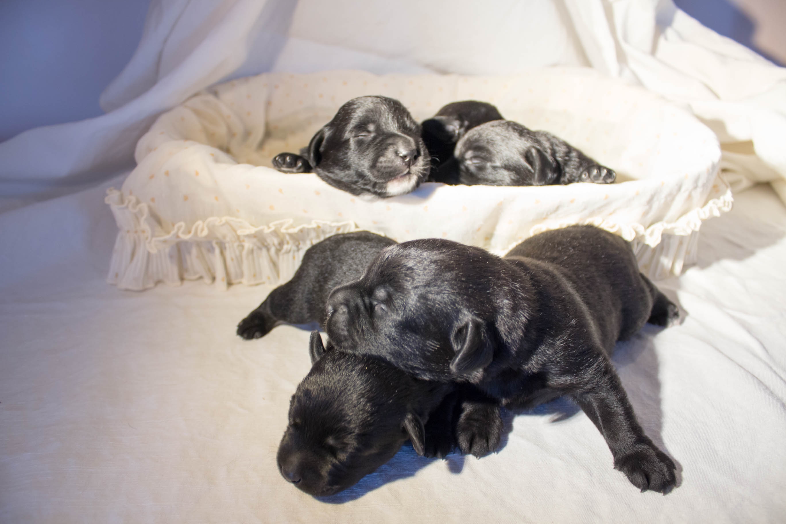 Labrador Puppy Makes Best Friend at Doggy Daycare—Then Owner Gets a Message