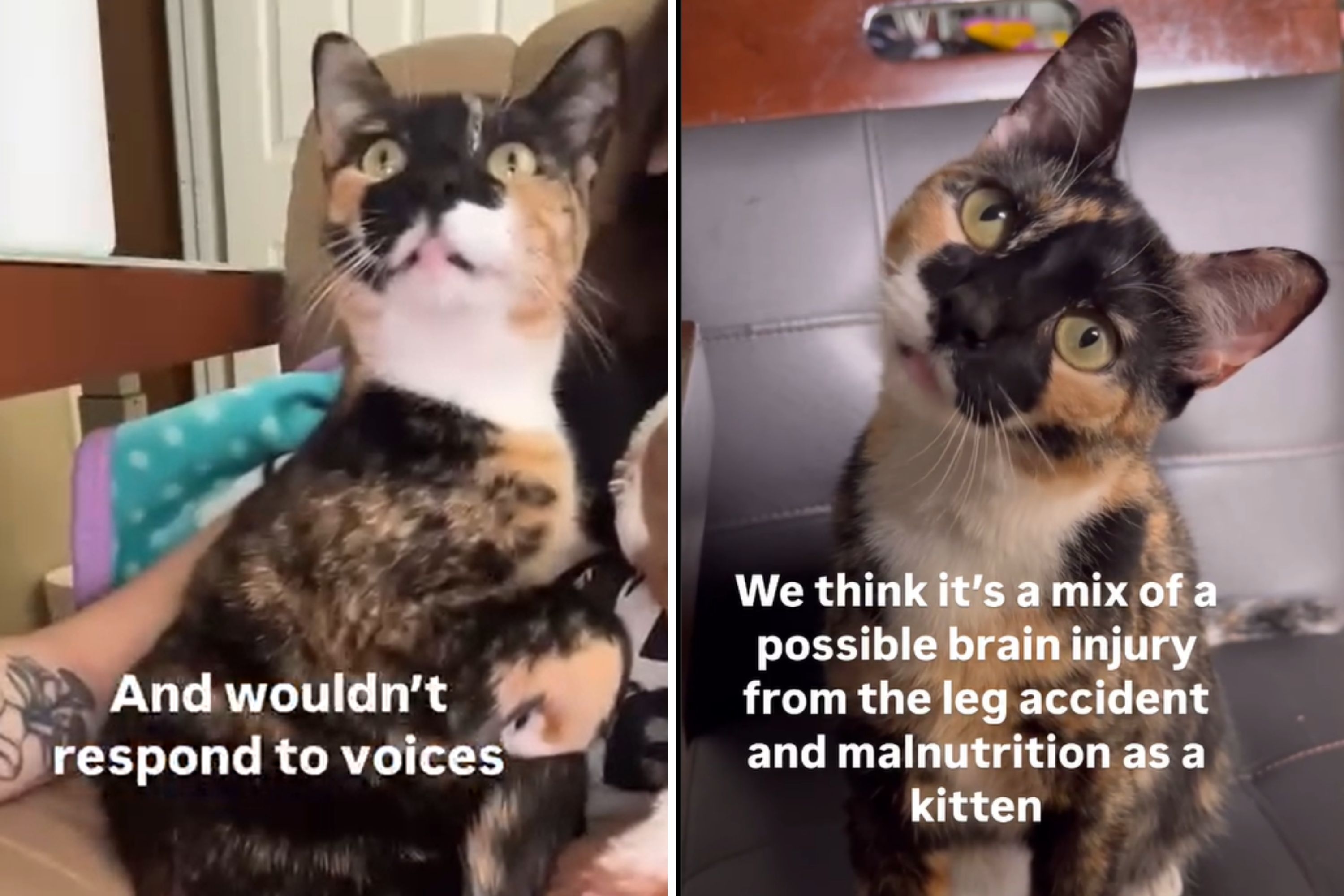 Woman Adopts Rescue Cat, Gets Home and Realizes Something 'Wasn't Normal'