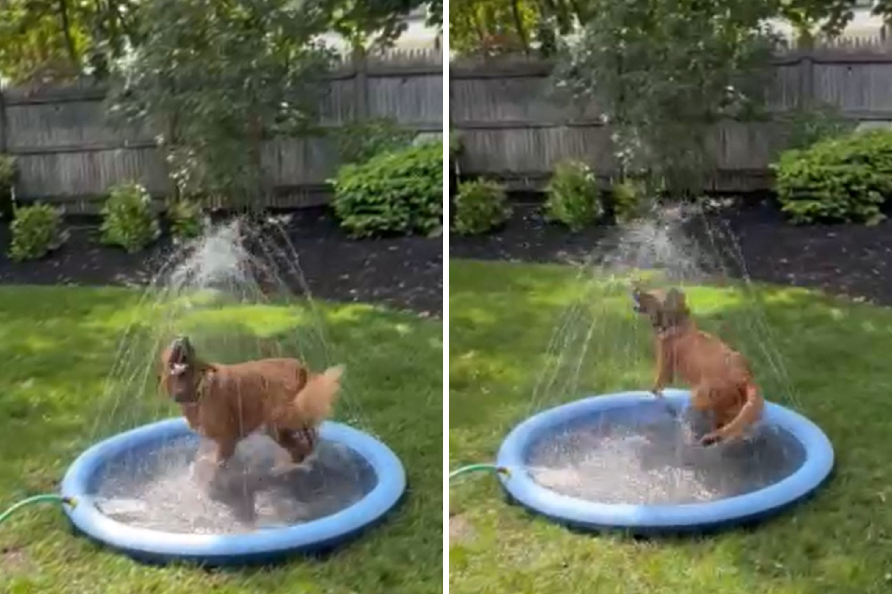 Dog's 'Pure Joy' as Owner Sets Up Splash Pad in Yard Wins Pet of the Week
