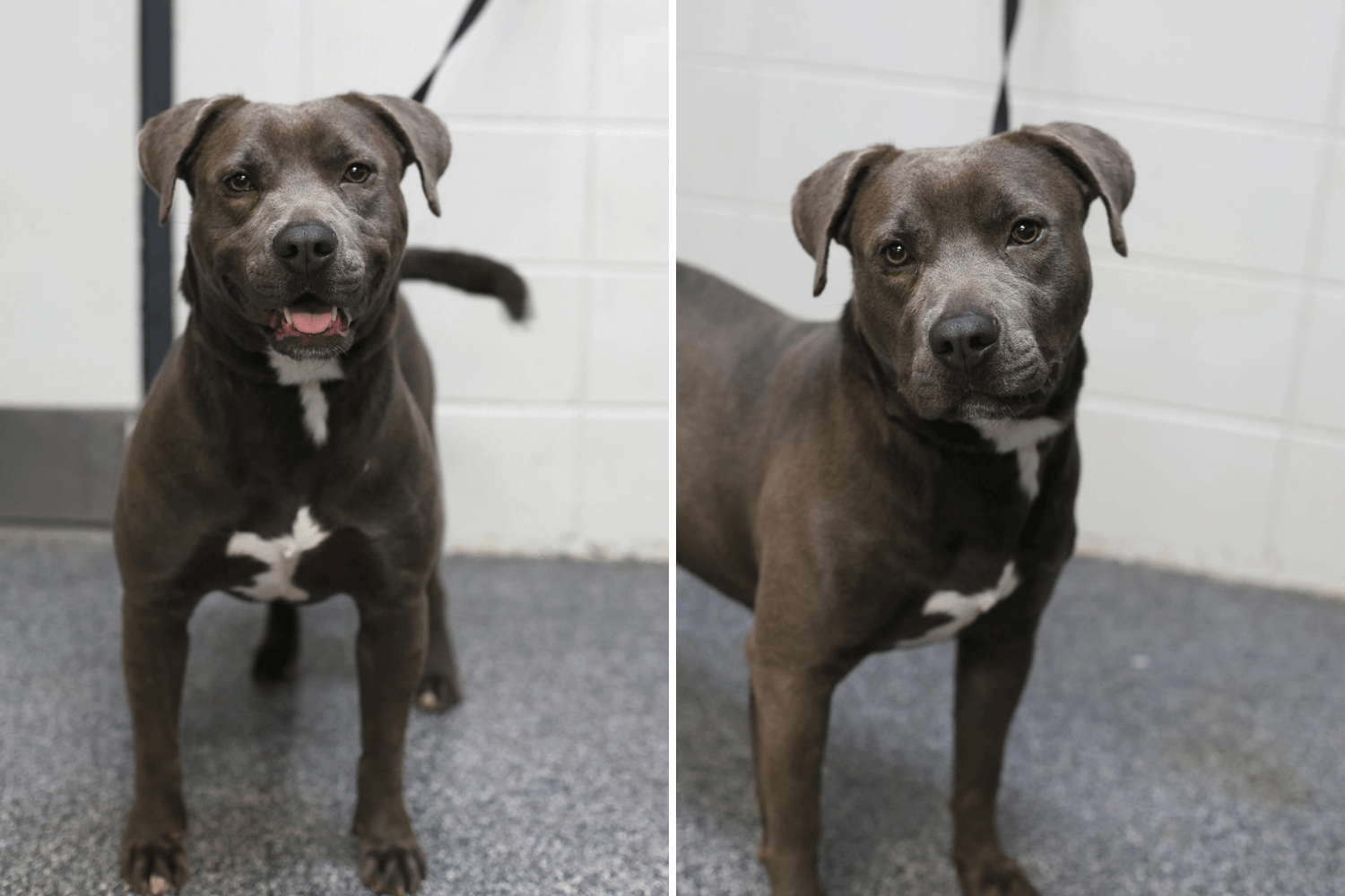 'Hearts Break a Little' Over Face of Shelter Dog Waiting 7 Months for Home