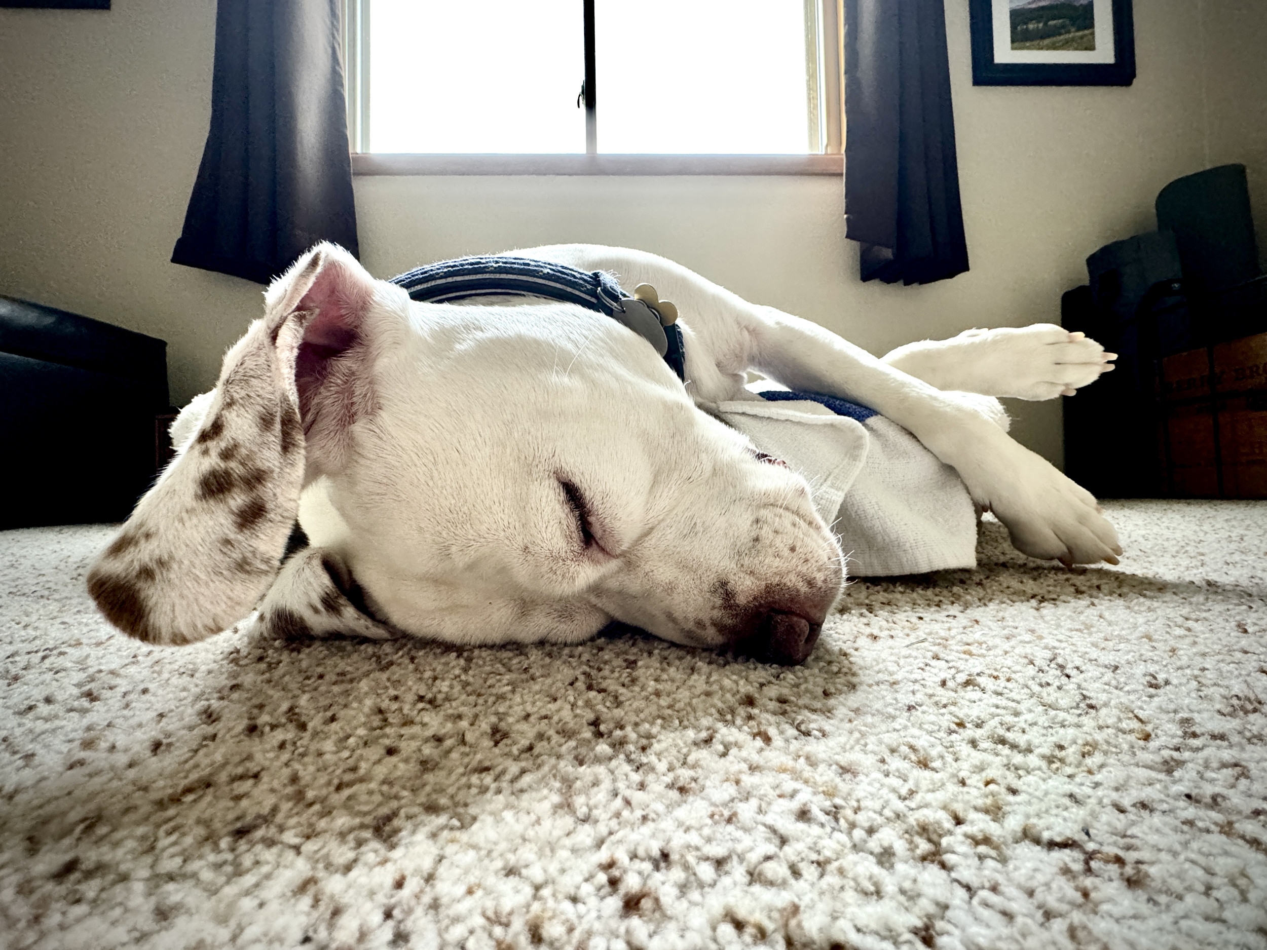 Woman Invites Shelter Dog Over for Sleepover–What Happens Next Melts Hearts