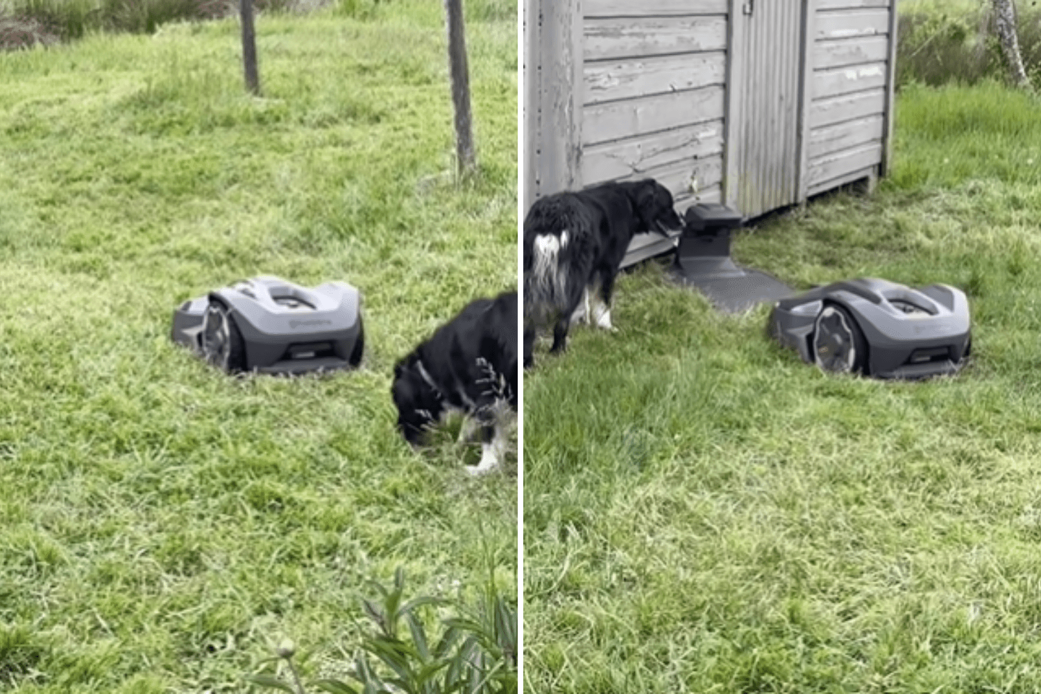 Owner Not Prepared for What Causes Dog's 'Herding Instinct' To Kick In