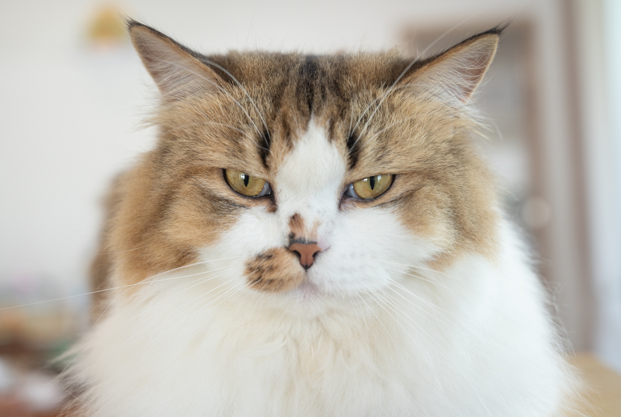 Man's Girlfriend Leaves the House, Cat Instantly Makes Feeling Known
