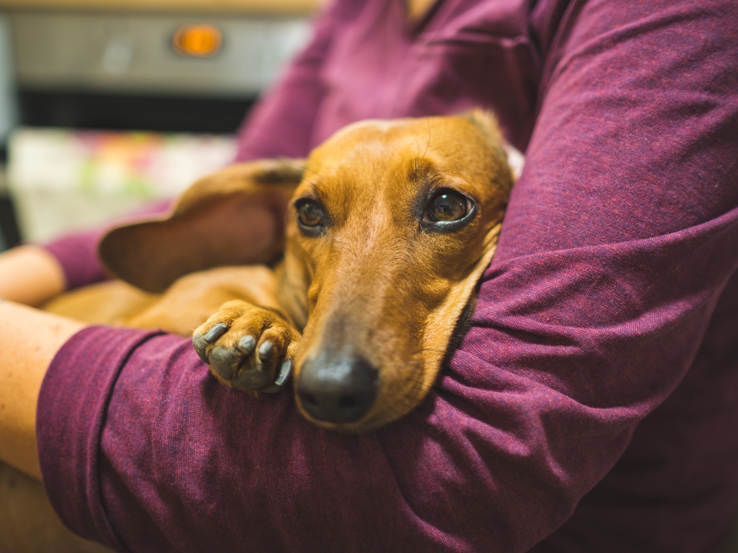 Woman Sneaks Clingy Pet Into Every Space She Visits—People Can't Get Enough