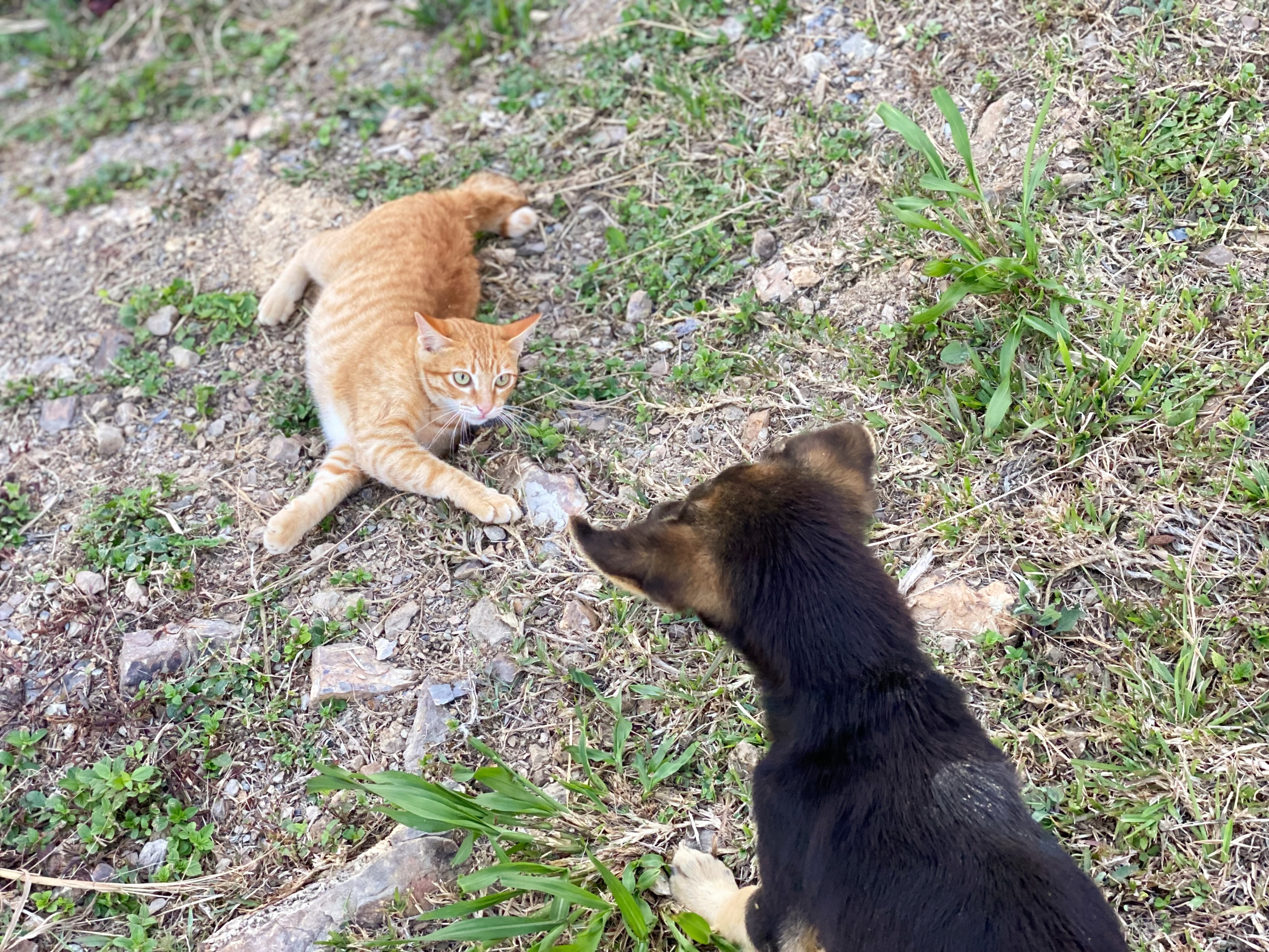 Cat 'Giving Attitude' to Next Door's Dog Every Day Goes Viral