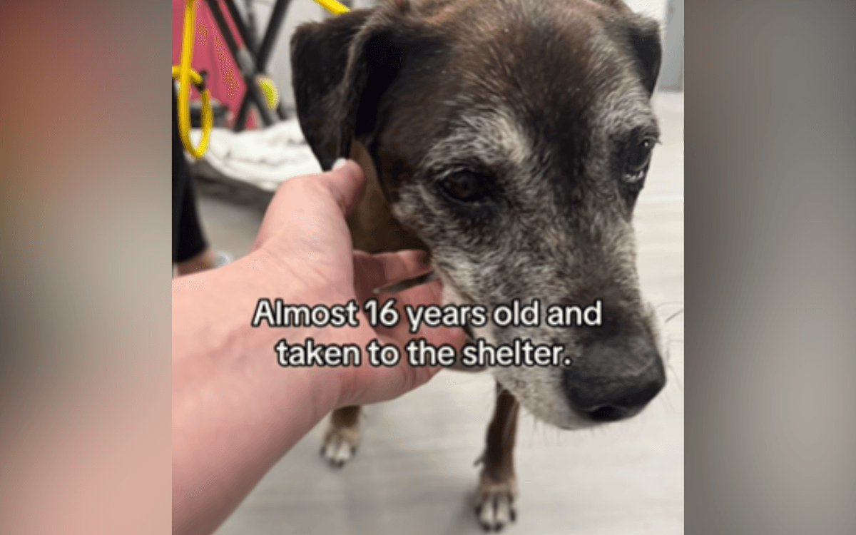 Senior Dog 'Riddled With Cancer' Taken To Shelter, Woman Knows What To Do