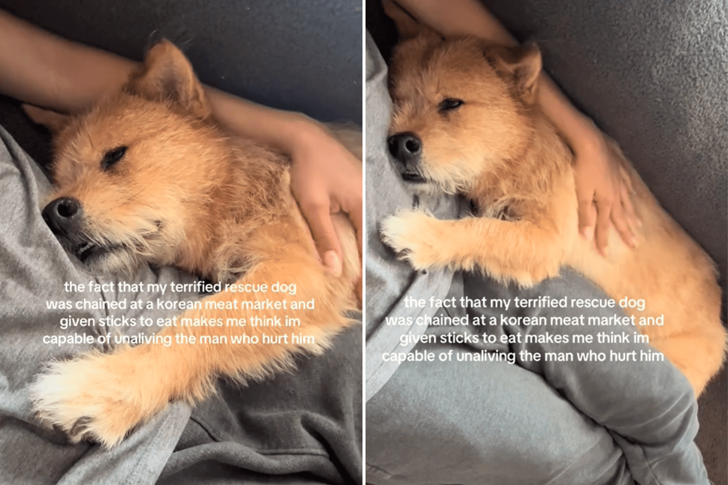 Woman Rescues 'Terrified' Dog from Meat Trade—Then His Dreams Come True