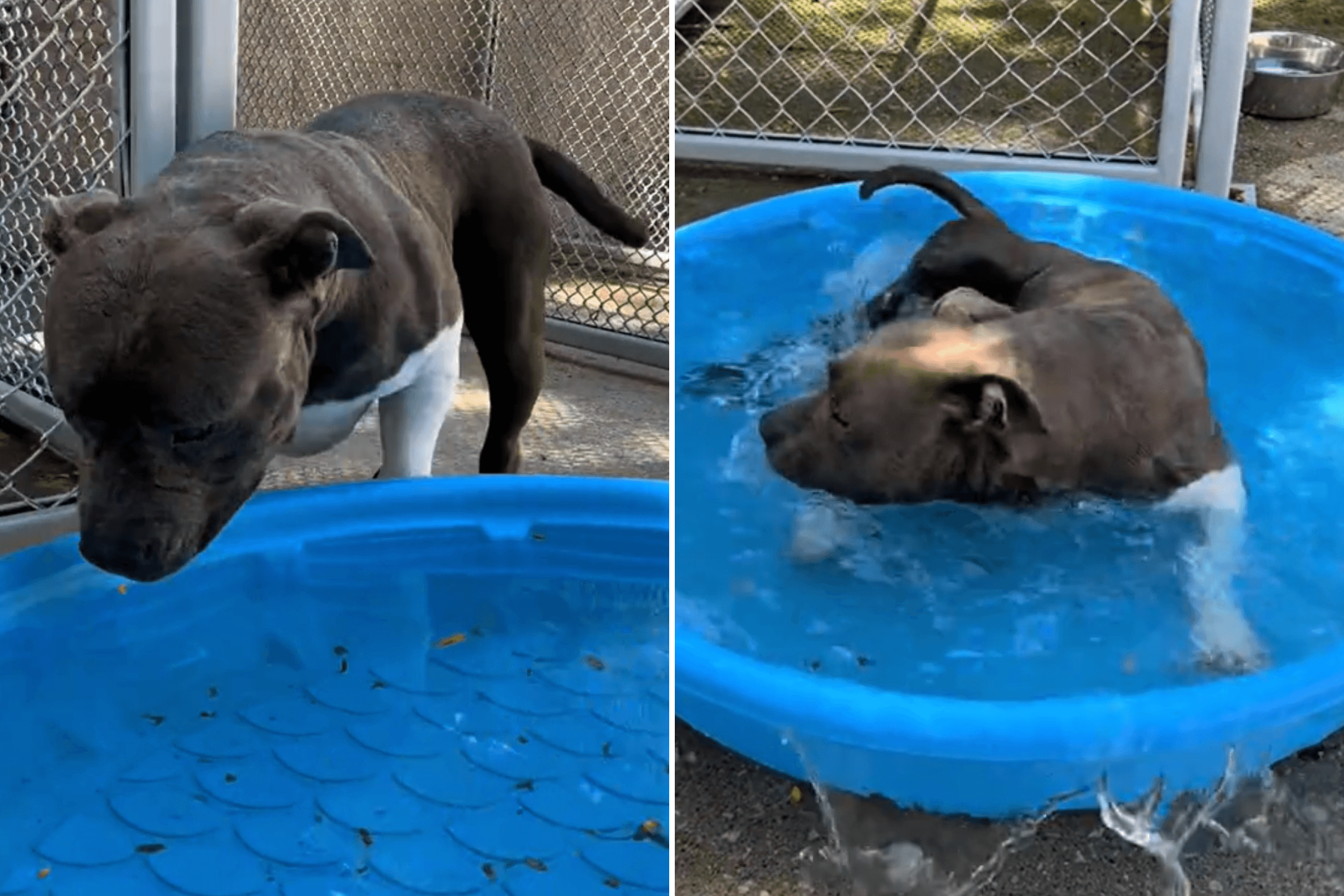 Senior Shelter Dog Has Day Out, His Reaction to Paddling Pool Goes Viral
