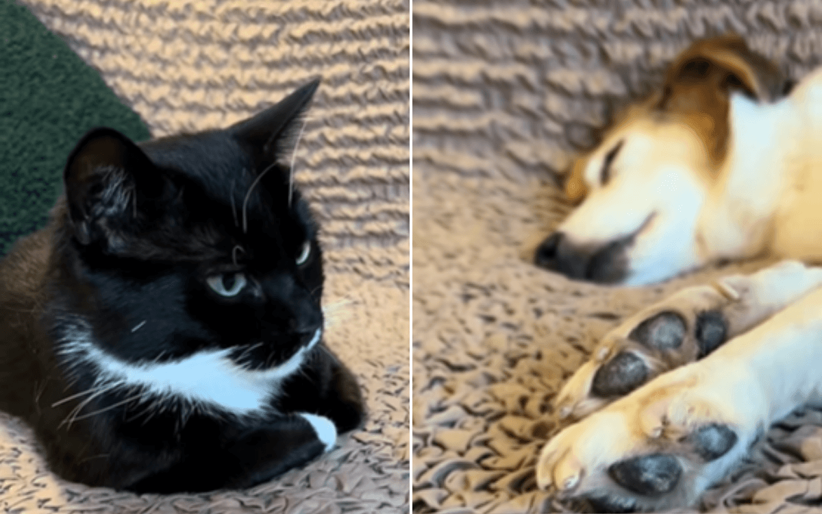 Woman Feared Rescue Cat Wouldn't Like Her Dog—What She Filmed Says It All