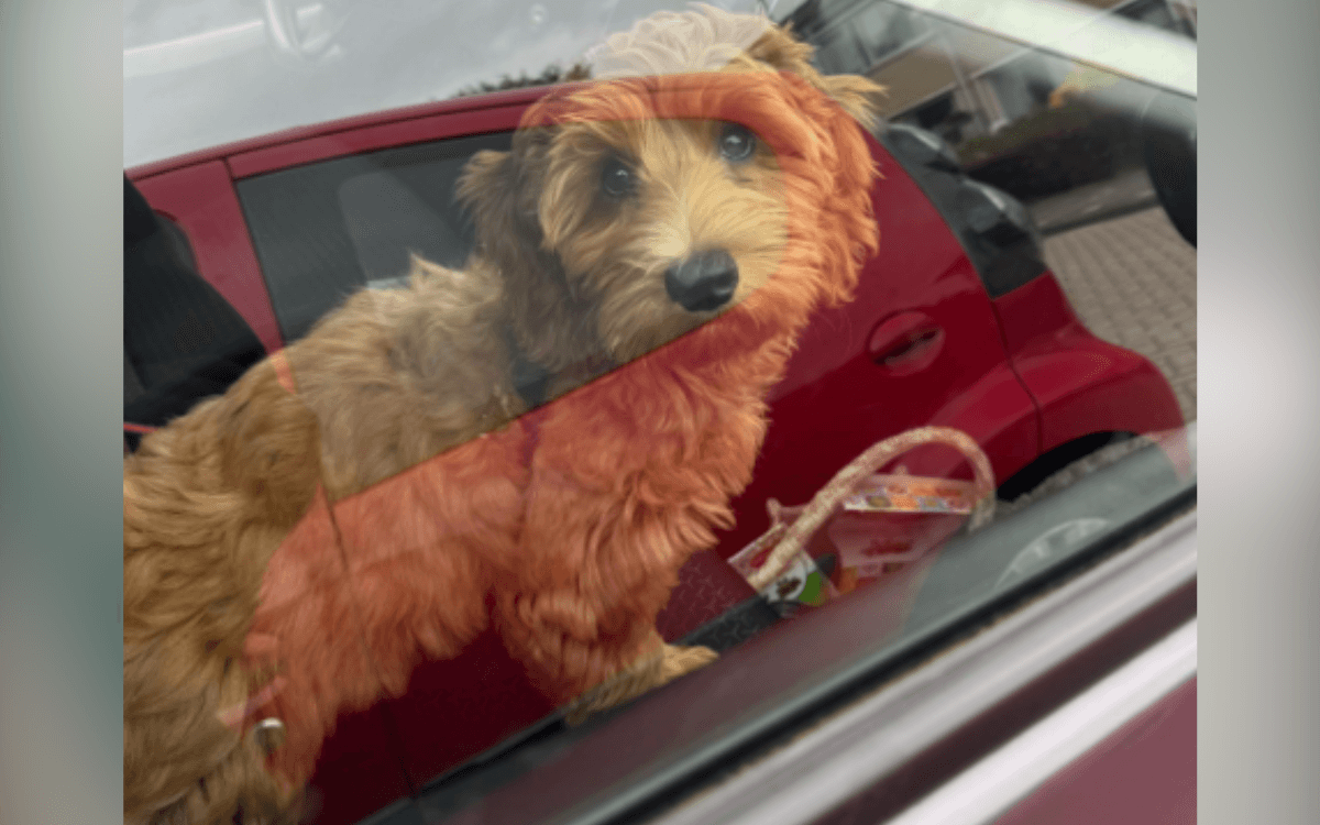 Woman Drops Puppy Off With Her Parents, Can't Believe Photos They Send Her
