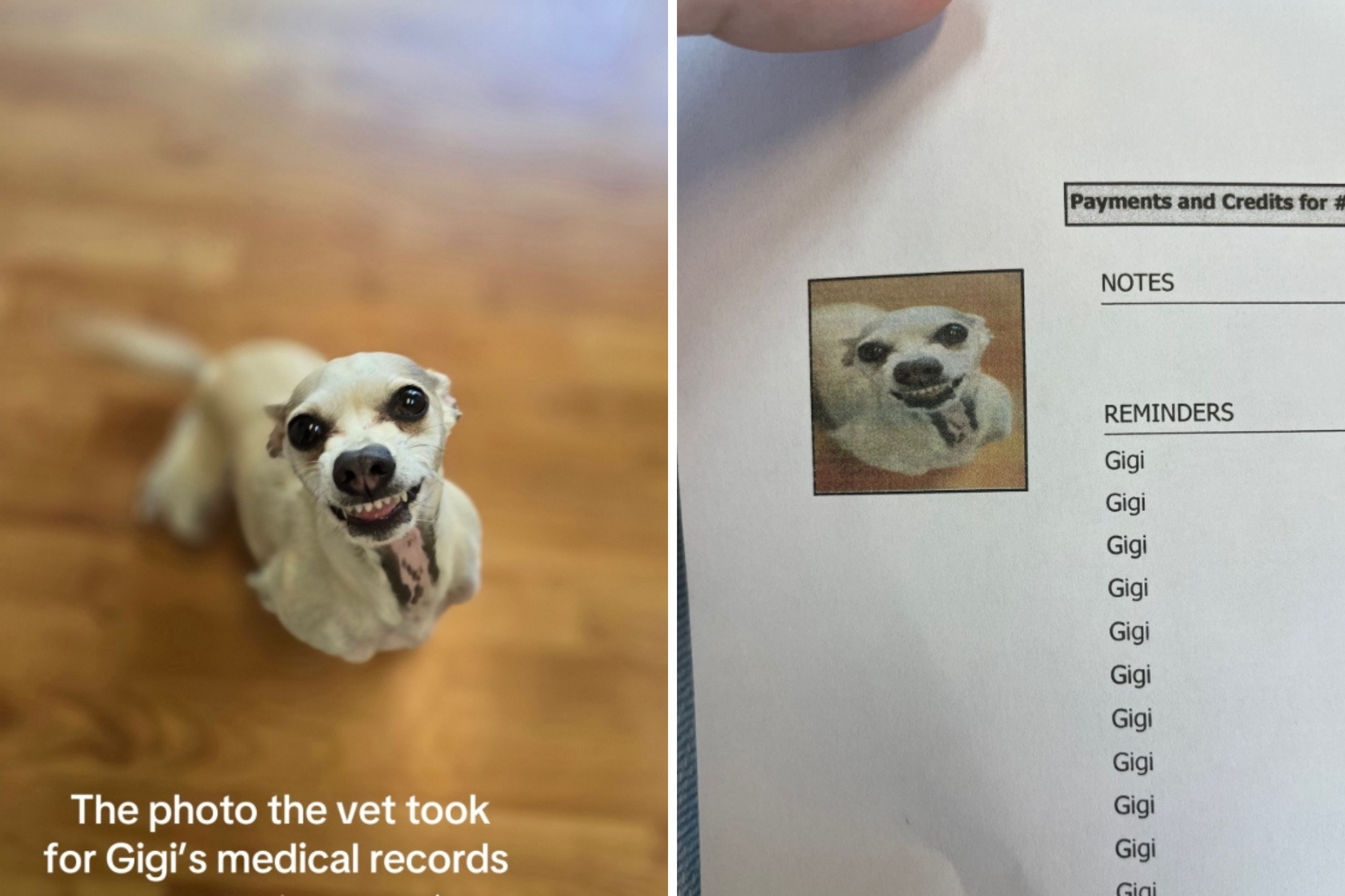 Owner Sees Dog's Medical Records—Can't Cope With Photo the Vet Used