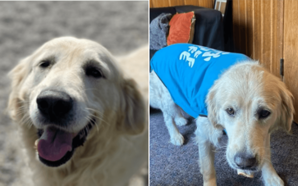 Golden Retriever Rescued From Puppy Mill—See the 'Sadness in His Eyes' Fade