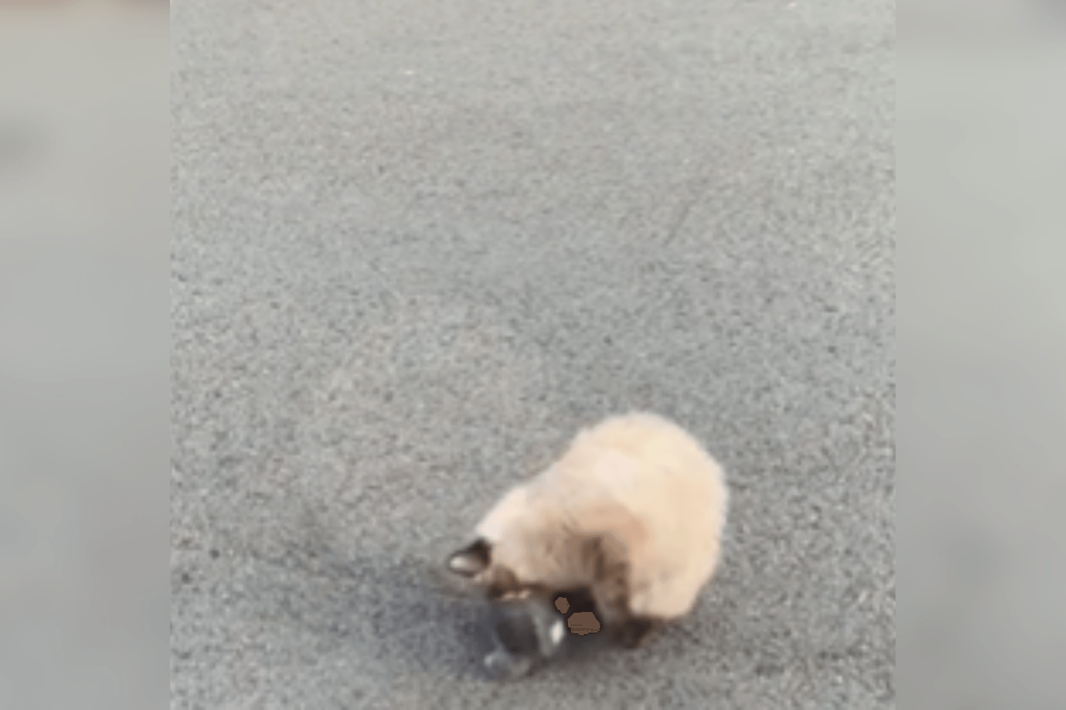 Cat Goes Out—Owner Unsure if 'Proud or Concerned' Over What They Bring Home